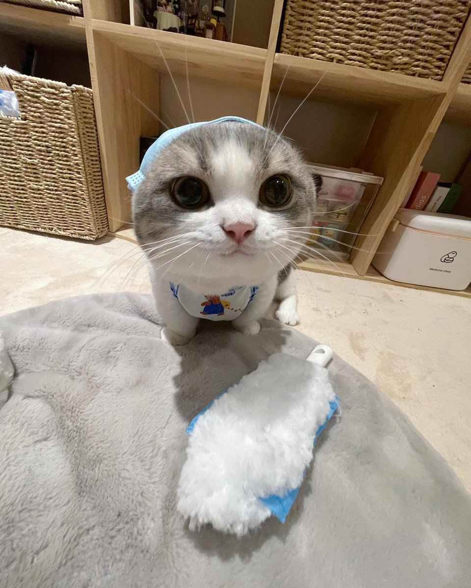 CuteCatsMagic's tweet image. 