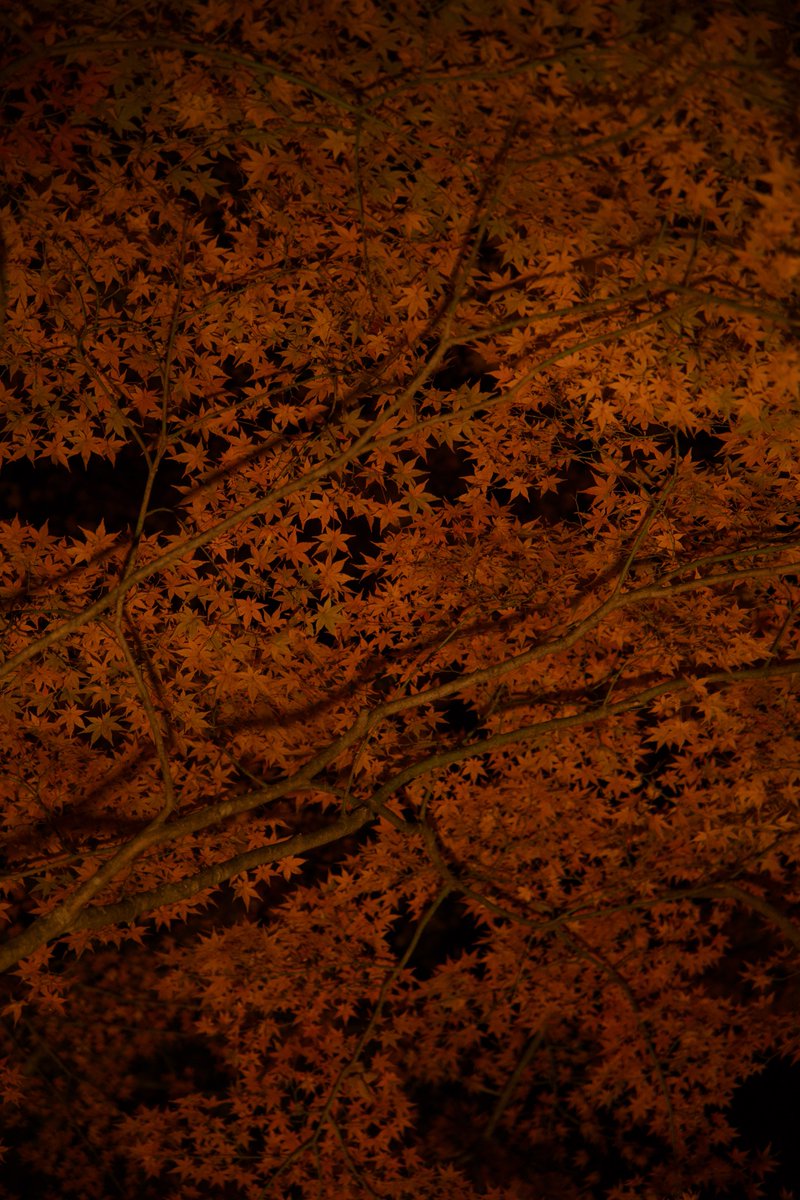 S38Qq9's tweet image. 見上げるといっぱい…。
#奥津渓
#写真
#EOSR6MarkII