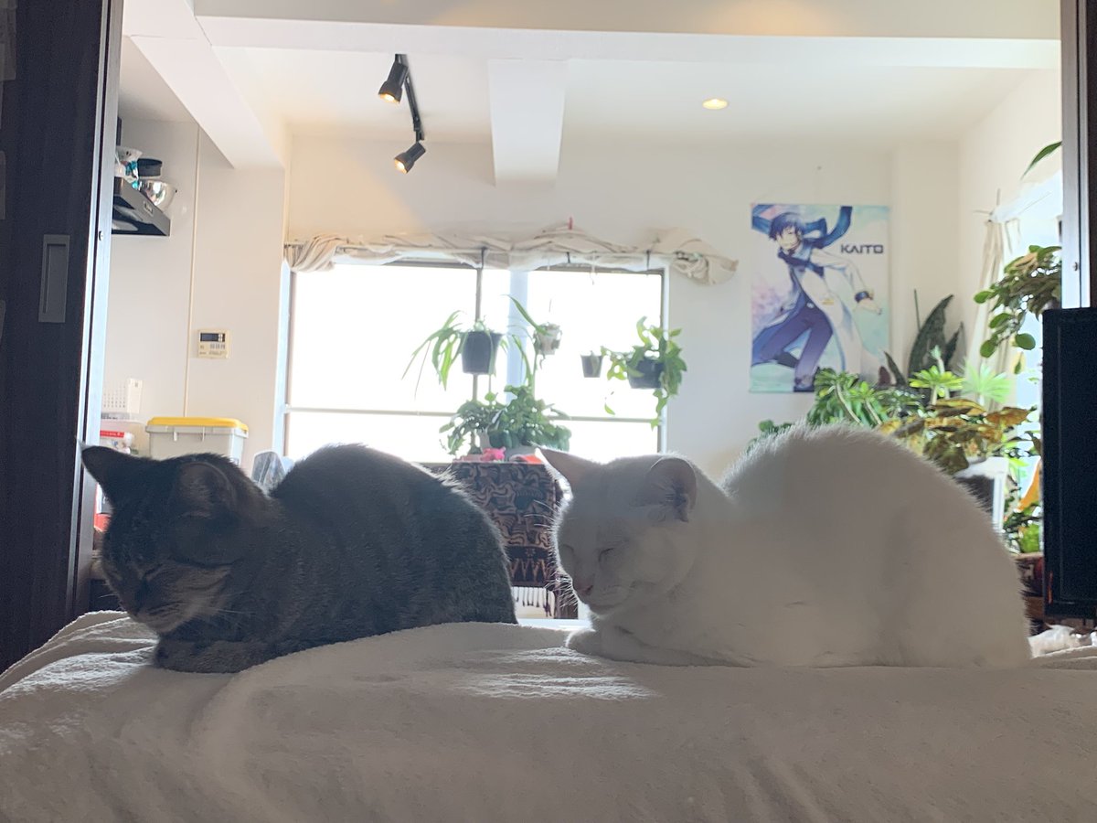 風雅なおと(NAOTO FUUGA/NAOTO FUGA)SINGER tweet media