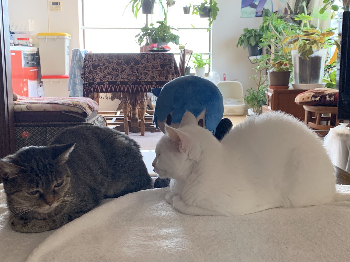 風雅なおと(NAOTO FUUGA/NAOTO FUGA)SINGER tweet media