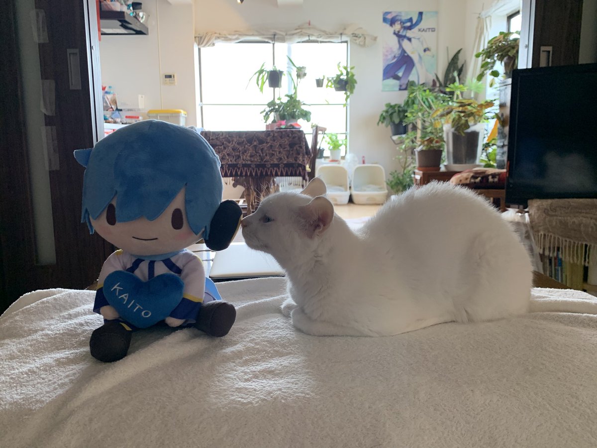 風雅なおと(NAOTO FUUGA/NAOTO FUGA)SINGER tweet media