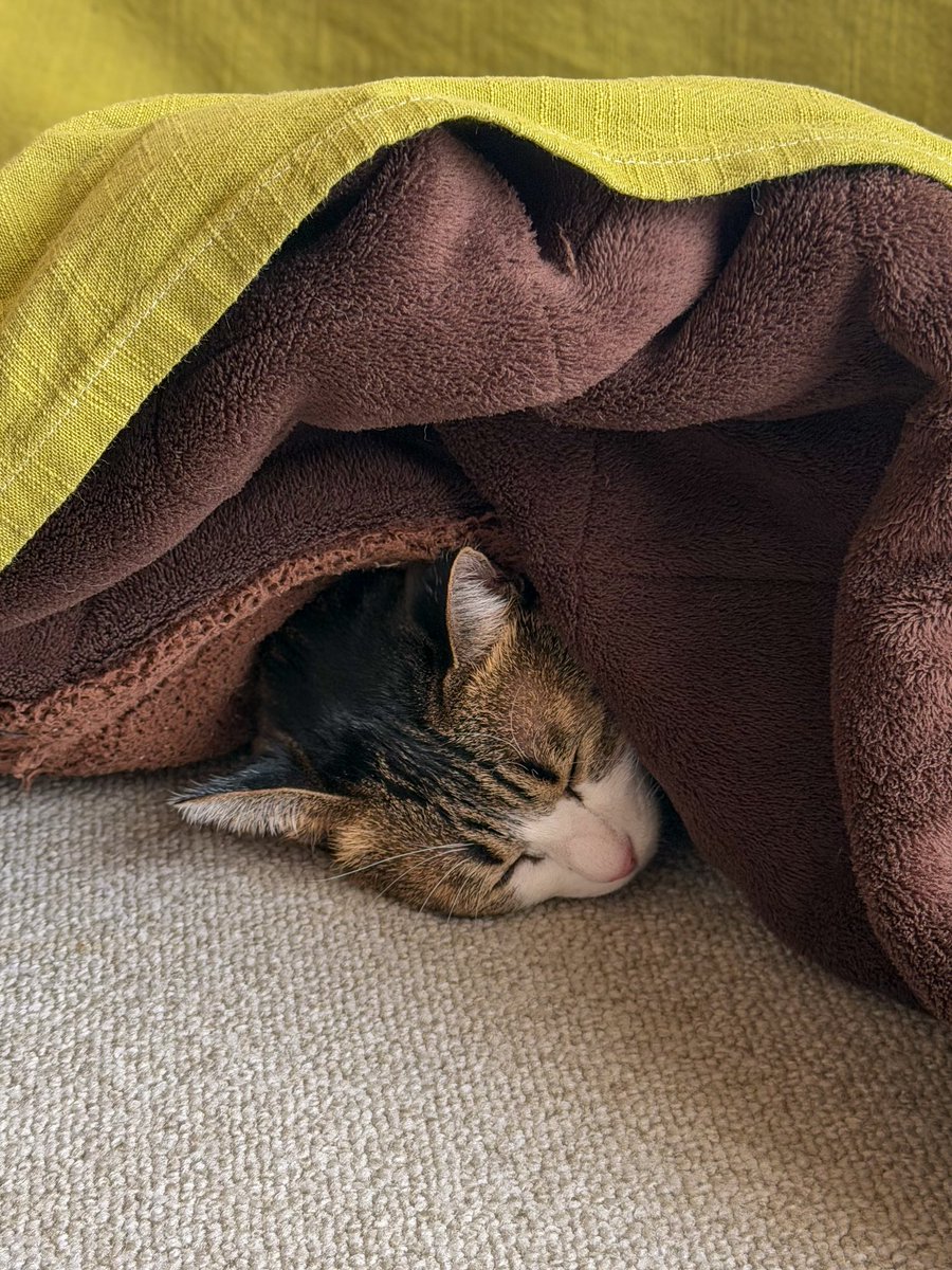 Ayou (@read1ngsteiner) on Twitter photo 