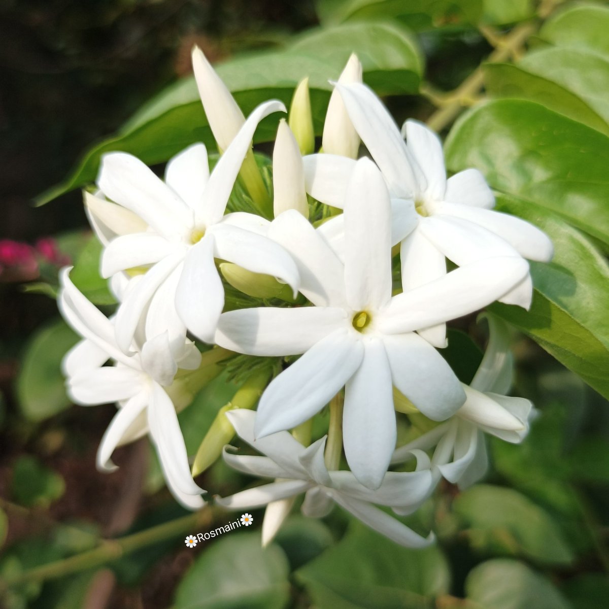 R_o_s_m_a_i_n_i's tweet image. Say good morning to me
As a sign you miss me
Give a kiss on my forehead
As a sign you love me

✍️📸🌼Rosmaini🌼