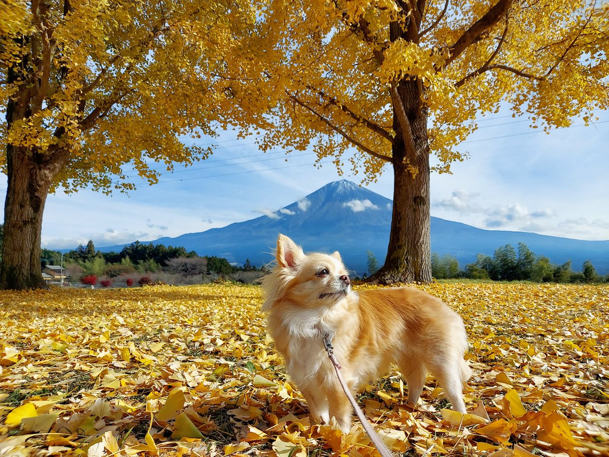 秋はホント、あっという間🍁🍂

 #犬のいる暮らし 
 #イチョウ黄葉  #富士山