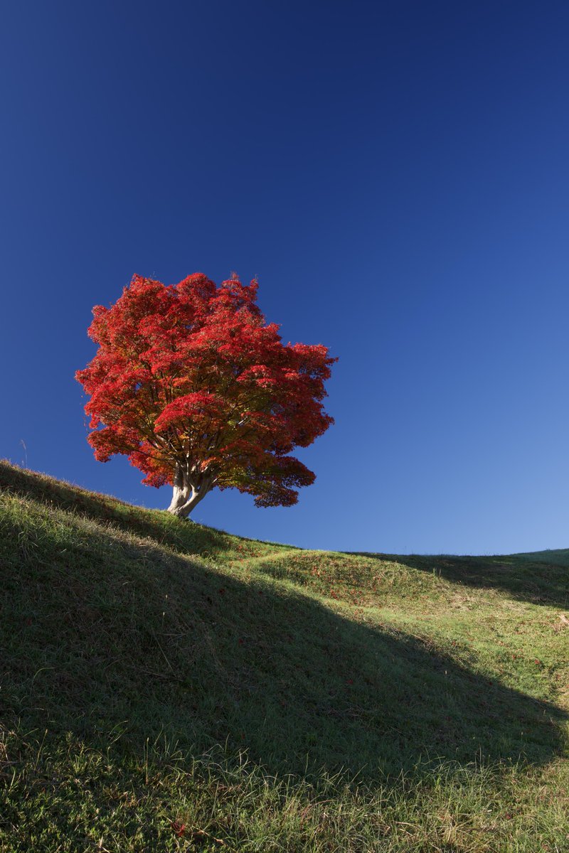 一本紅葉 📷GFX50SⅡ × GF32-64mm f4