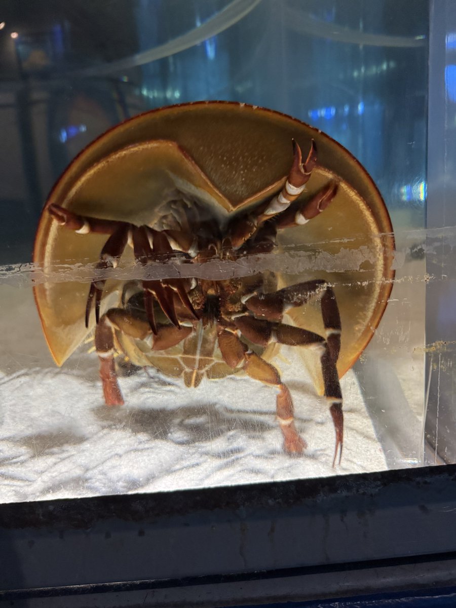 カブトガニの内側ちょっとこわいw