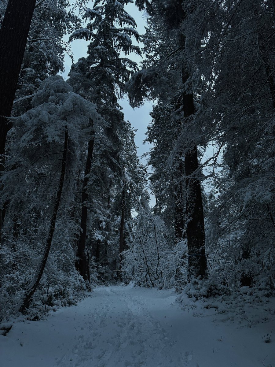 mleomp's tweet image. It snew