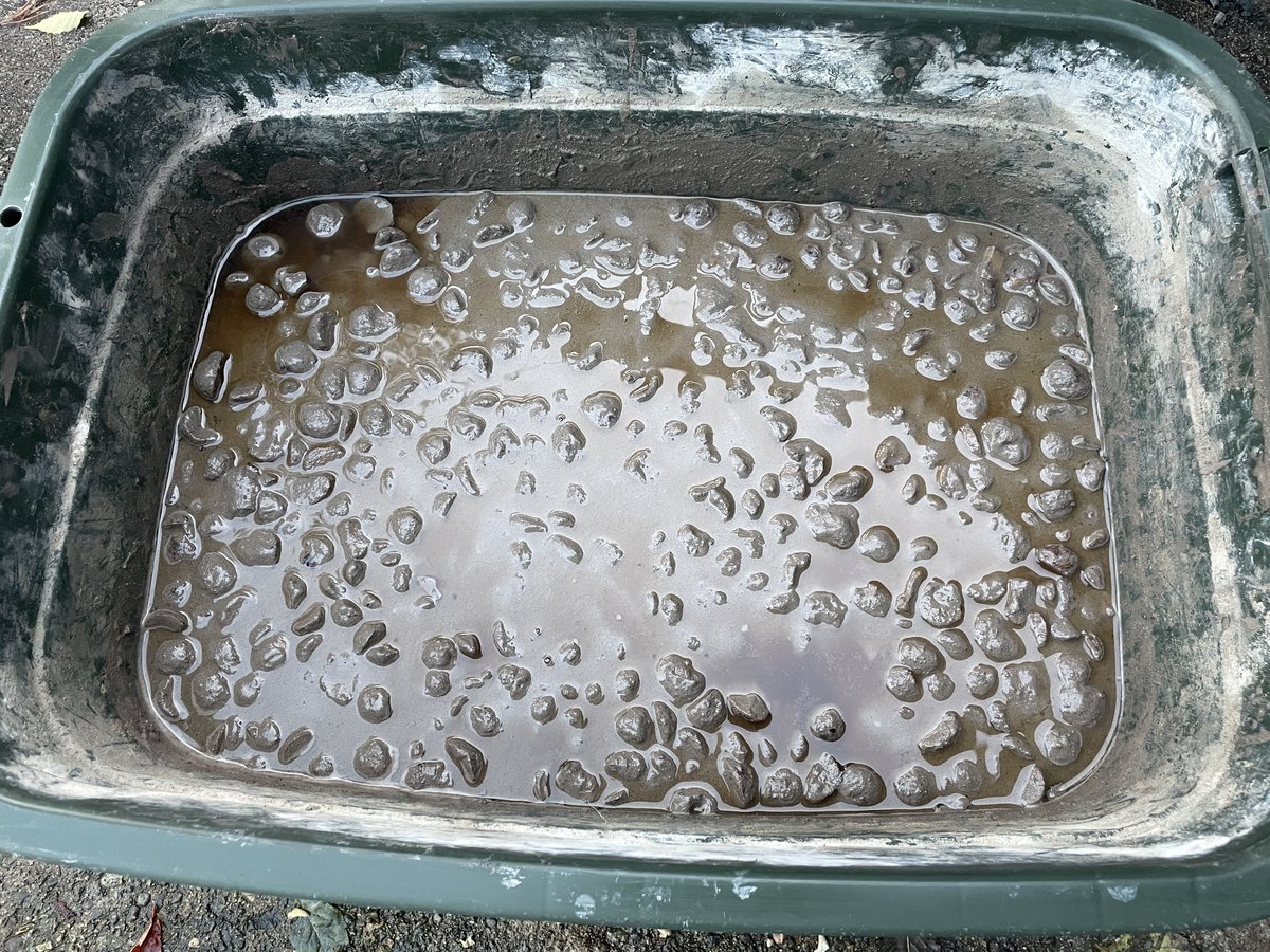 皮むきをして浸水しておいた
栃の実を木灰と混ぜ合わせて漬ける作業をしました。1週間ほど漬けて栃の実のアク抜きをしていきます。
来月から栃餅の製造も開始していけるように準備を進めていきます
#栃の実 
#トチノキ