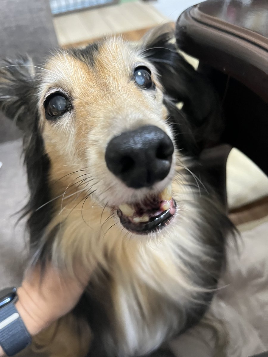 kohaku0719's tweet image. ぽんたくん、明日11月24日の12時に送り出します🌈

世界一かわいくてかしこくてやさしいので、カイヌシに心の準備をする時間をくれて、バタバタせず送り出せるタイミングを選んでくれたのかもしれません