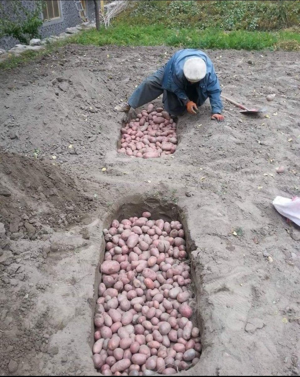 RealHareemLHR's tweet photo. A farmer buries freshly harvested potatoes in Gojal Valley of Hunza, before winter. Buried under the frozen earth, the potatoes remain fresh and useable, for several months.
The ancient storage method is used vastly throughout the Gilgit-Baltsitan region #Trending https://t.co/cTmMq1y4bp