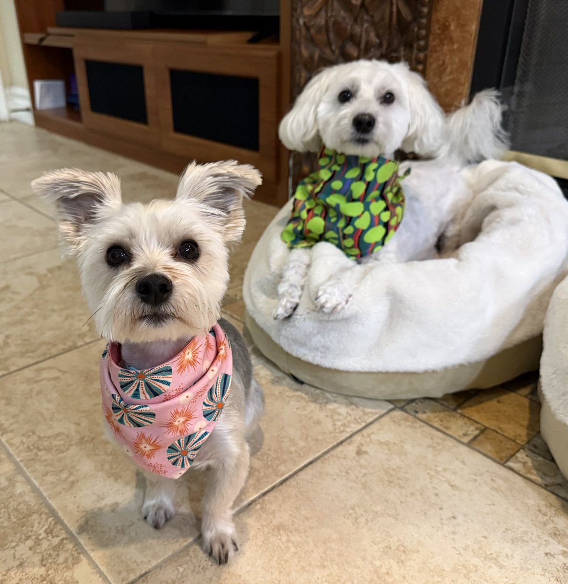 Who’s looking pretty (an in front again 🤔)?
An who’s looking handsome 😁 (me’s !!!).
We’s gots ours grooming today 💚🐶🐾 #dogsoftwitter #dogsofx #adogslife #doggo #pets <a href="/CartersBandanas/">Carter's Bandanas</a> (them’s reversible btw)