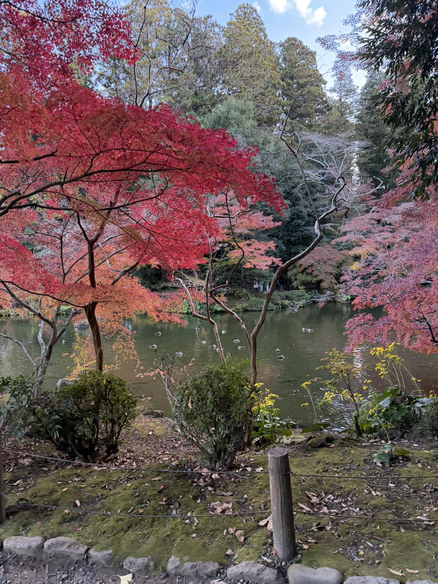 springboardjp's tweet image. 昨日の成田山新勝寺、紅葉がきれいだったよ、あと北総鉄道に乗ってみたい