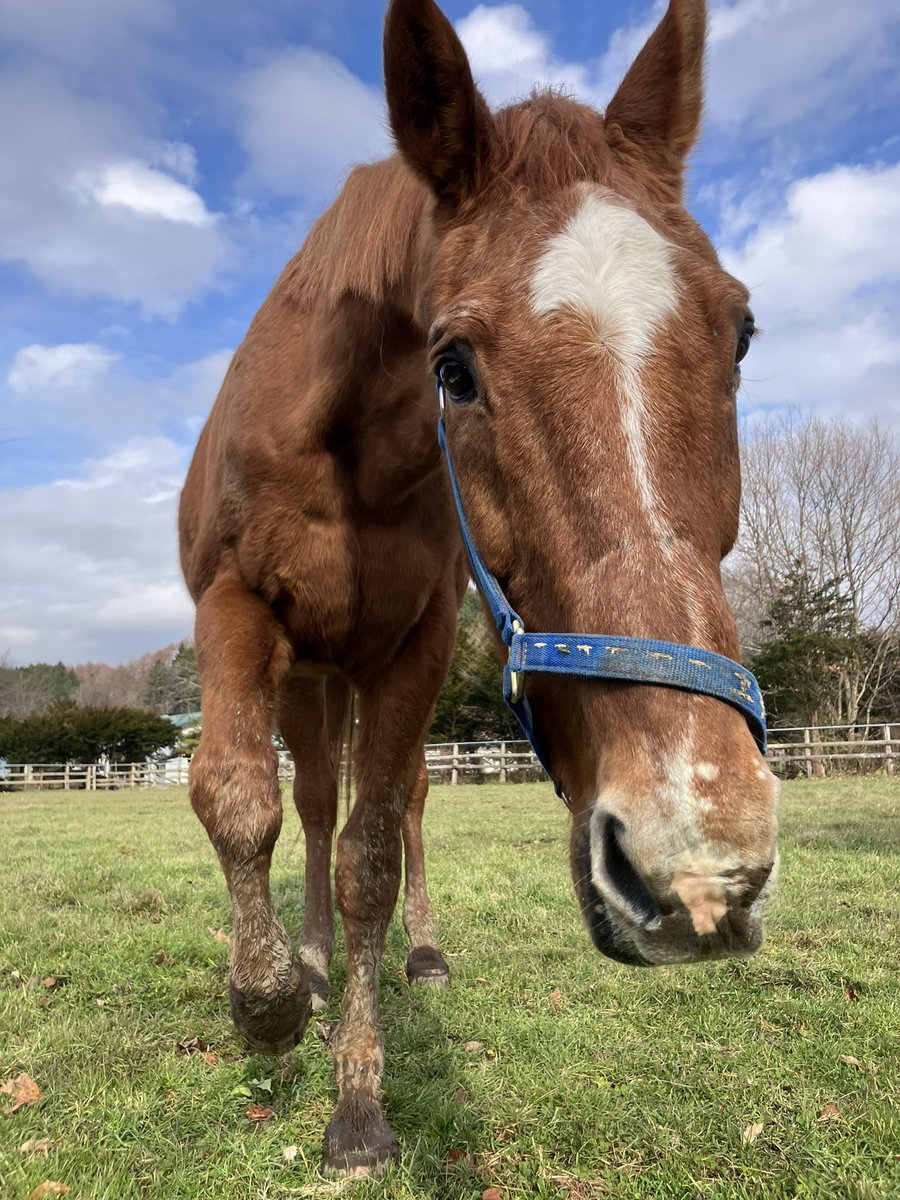 Airjihad0409's tweet image. 今日はマイルCSだ！
ぼくがキングヘイローくん、ブラックホークくんたちに勝ったレース🏇！
あの頃の僕ってすごい強かったんだよ♪
今はね、みんなに可愛がってもらっておやつ貰ったりのんびり草食べてお昼寝したり毎日楽しいんだ♡

僕も応援してるね！
みんな頑張ってね♪
いっちゃく目指すんだよ♪