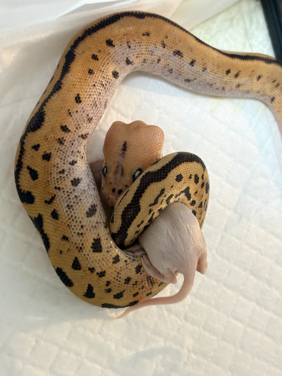 ballpython_PG's tweet image. アシスト4日目〜
今日もアシストかな〜と思ってたら、ようやく自発で飛んできてくれた🔥
まだひょろひょろだけど、ゆっくり大きくなれよ〜
#ボールパイソン