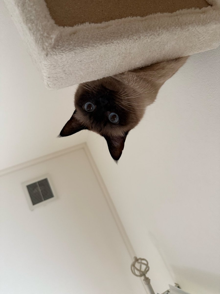 vrkra77's tweet photo. 遊び終わって満足
#猫
#シャム https://t.co/ynurtDzJ9U