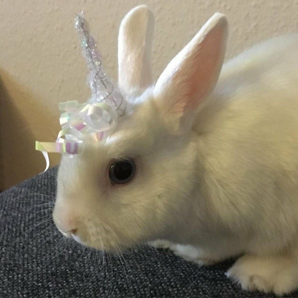 Bunnies (@bunnies) on Twitter photo 