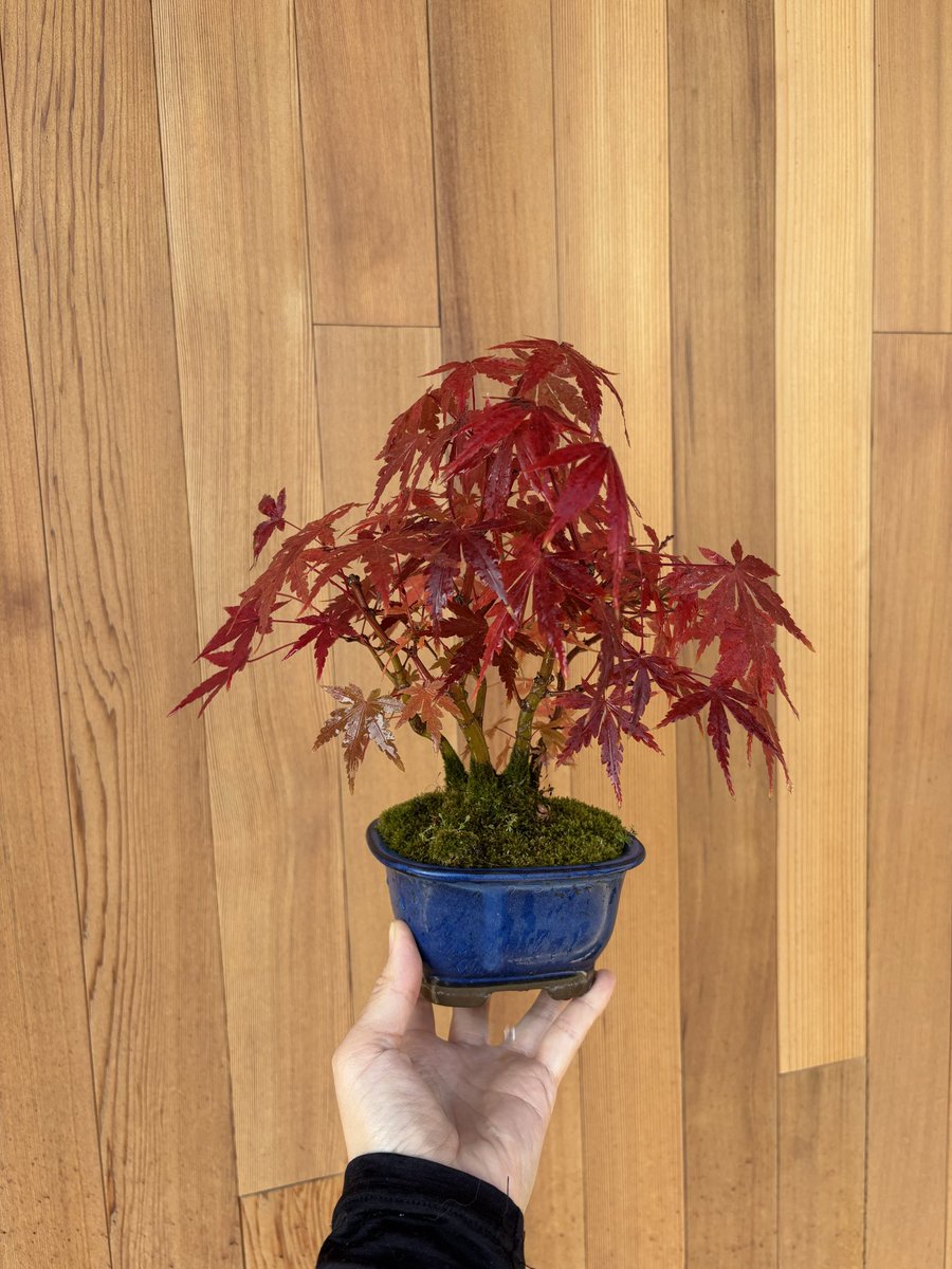 Post by akiko on X: もみじ