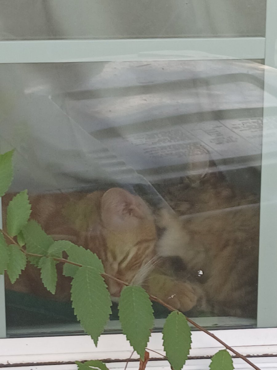 em0dads_'s tweet image. Roomate has two cats named Chorizo and Torta and they&apos;re so cute I&apos;m so excited to spoil them