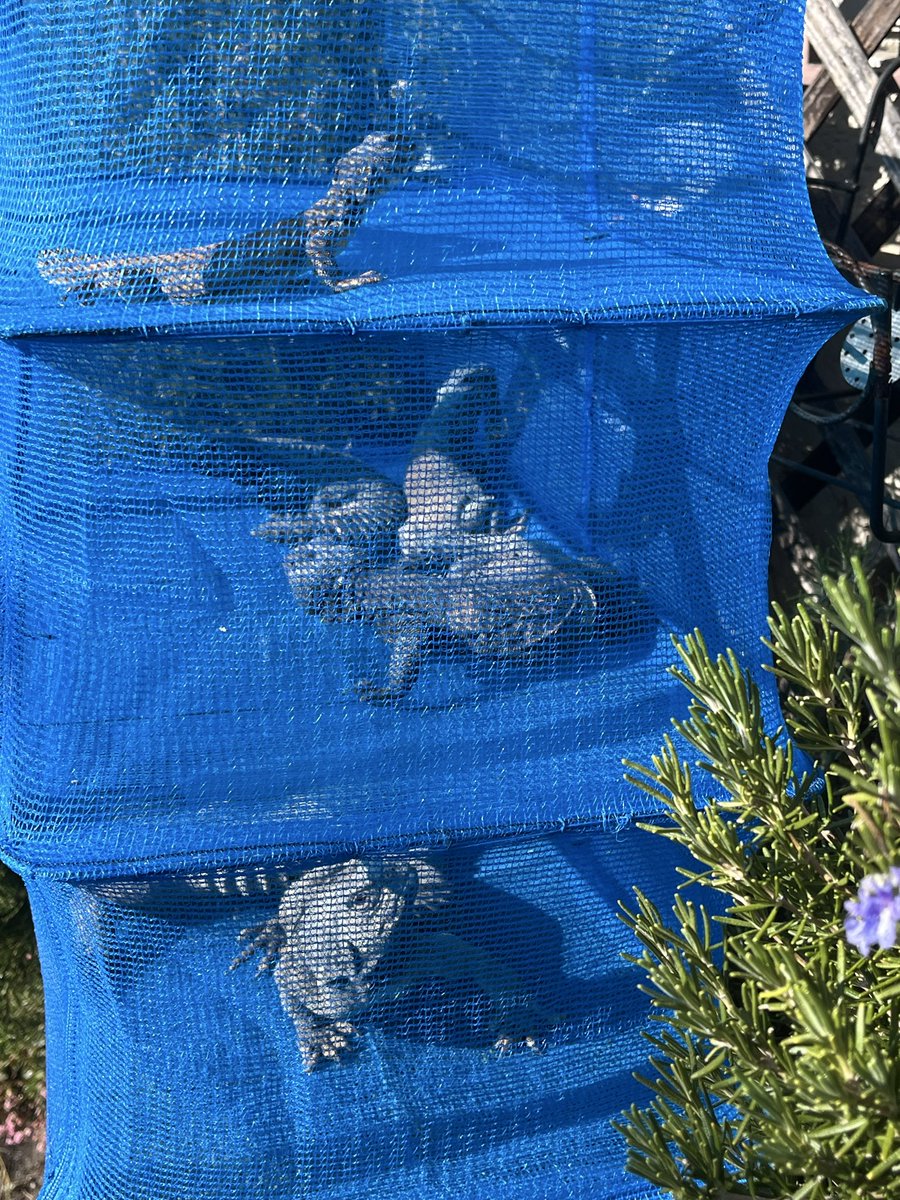 くろべえ (@Kurobe_jieiotsu) / Posts / X