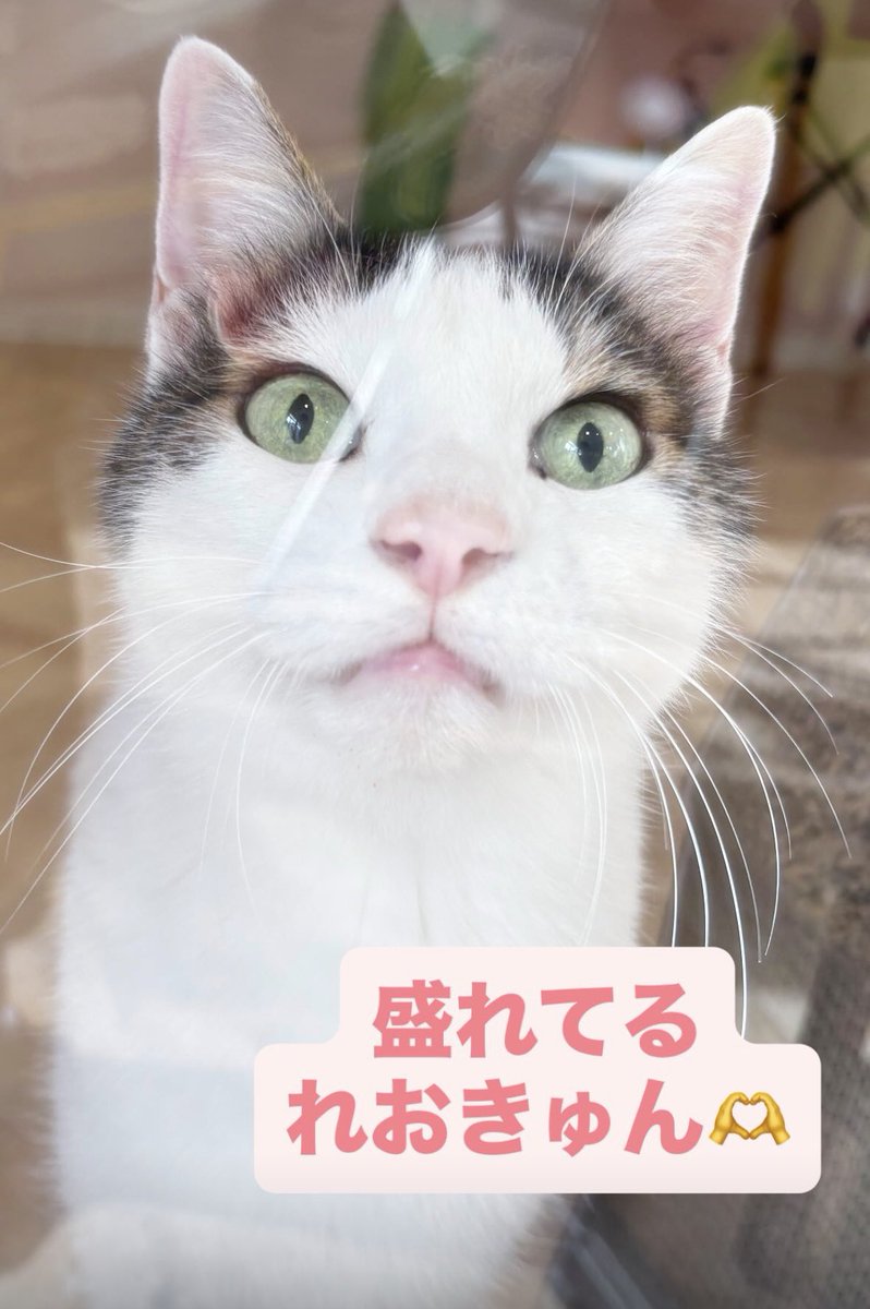 Post by 譲渡型保護猫Cafe あおねこ(新潟県田上町) on X: 美白〜👍