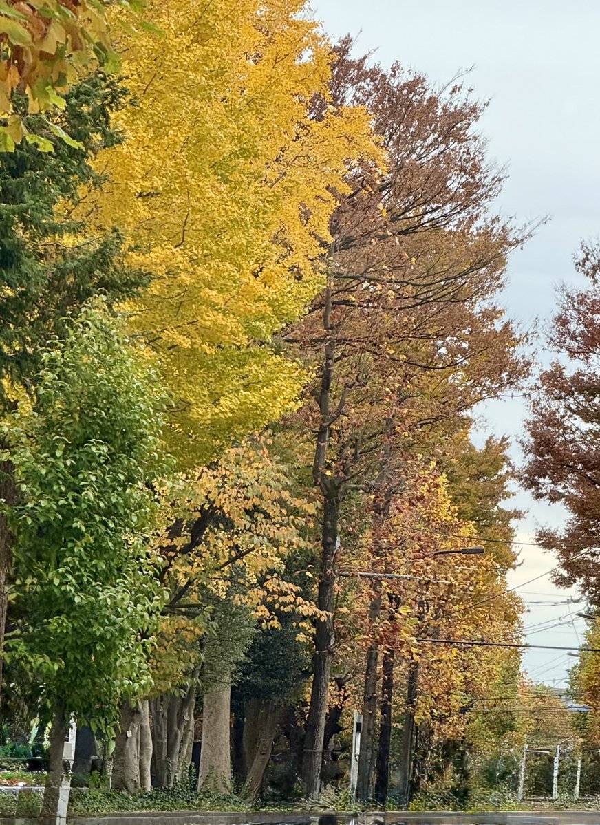 tocox's tweet image. 糸ちゃんにも紅葉を見せてあげたいな
飛び回らせてあげたいな
#キジバト