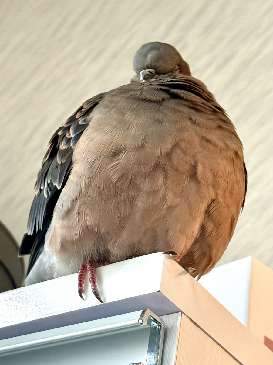 tocox's tweet image. 糸ちゃんにも紅葉を見せてあげたいな
飛び回らせてあげたいな
#キジバト