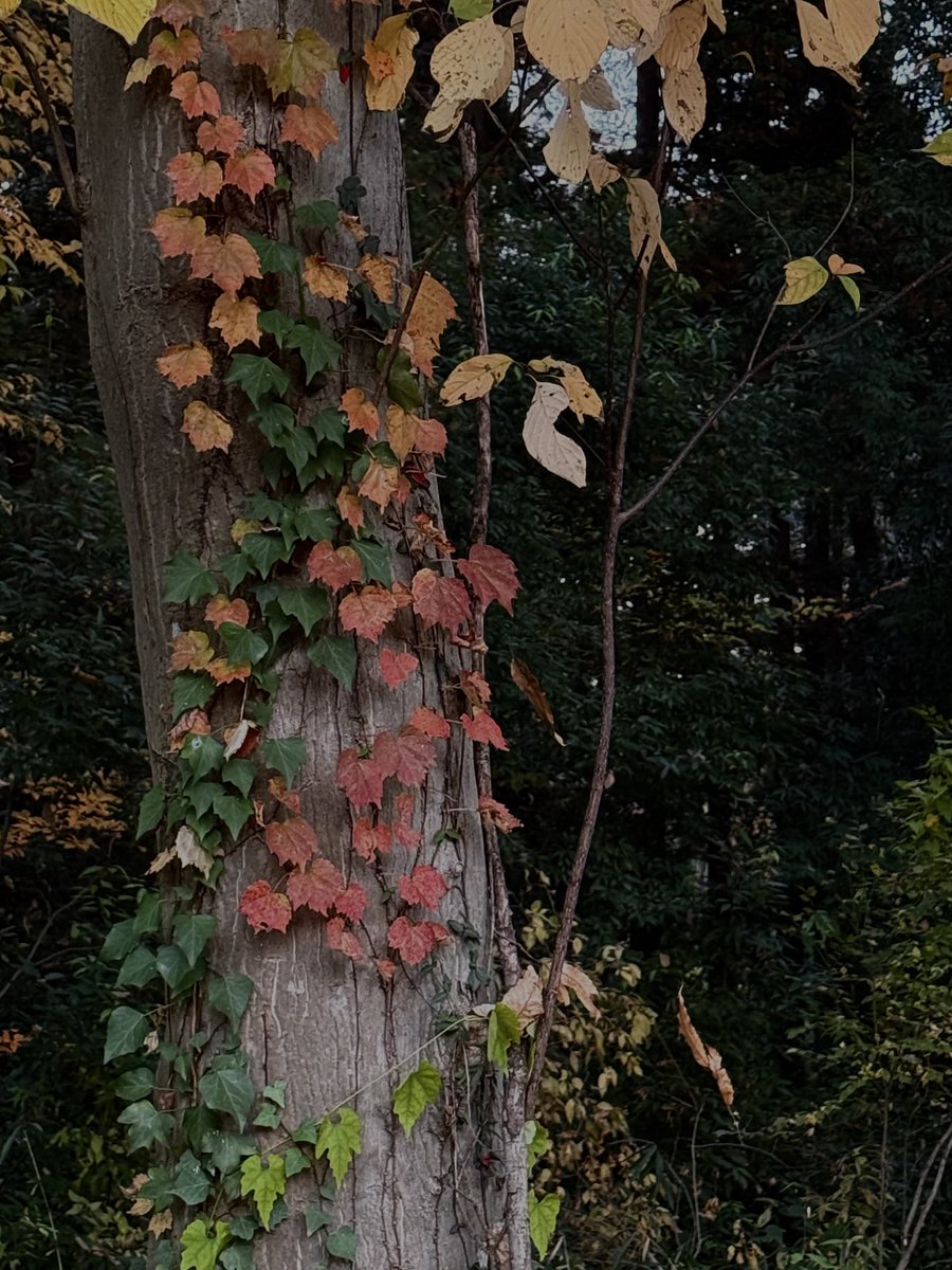 tocox's tweet image. 糸ちゃんにも紅葉を見せてあげたいな
飛び回らせてあげたいな
#キジバト