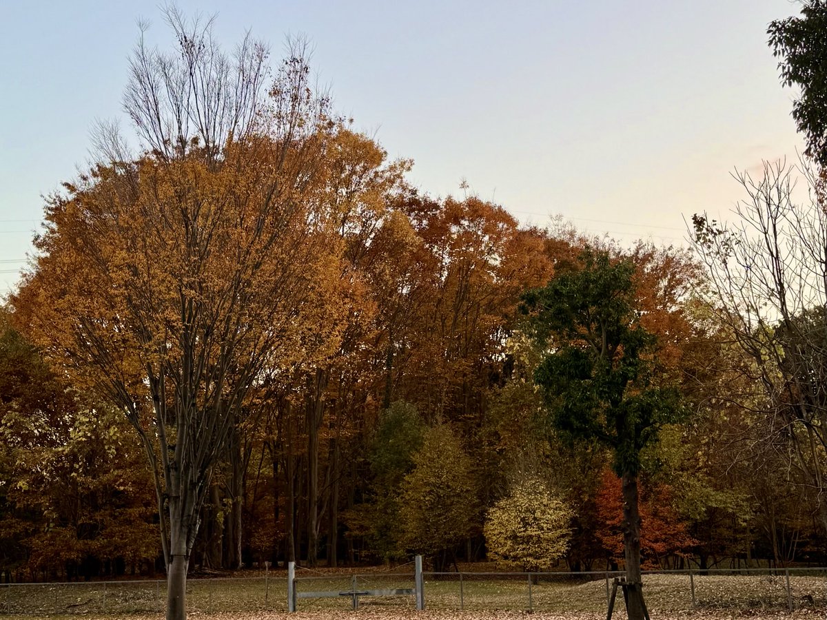 tocox's tweet image. 糸ちゃんにも紅葉を見せてあげたいな
飛び回らせてあげたいな
#キジバト