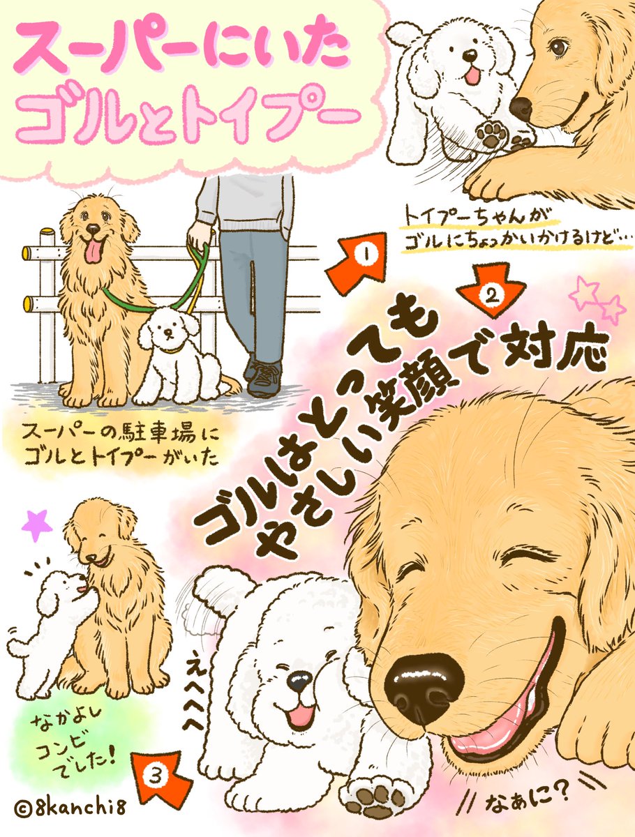 スーパーにいたゴルとトイプー🐾