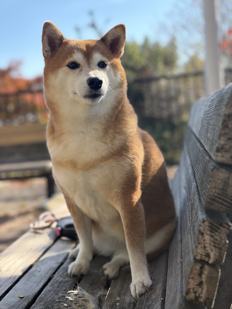 y30c's tweet image. おはようございます〜穏やかな良い日ですね、少し暑いかも。小浜リベンジしよかな思うも身体が睡眠負債解消練してました〜昨日そんな走ってないのに腰痛いんはやっぱ変速不調で姿勢が無理してたんでしょうね。ご機嫌な日曜日を〜ライドの方お気をつけて‼️