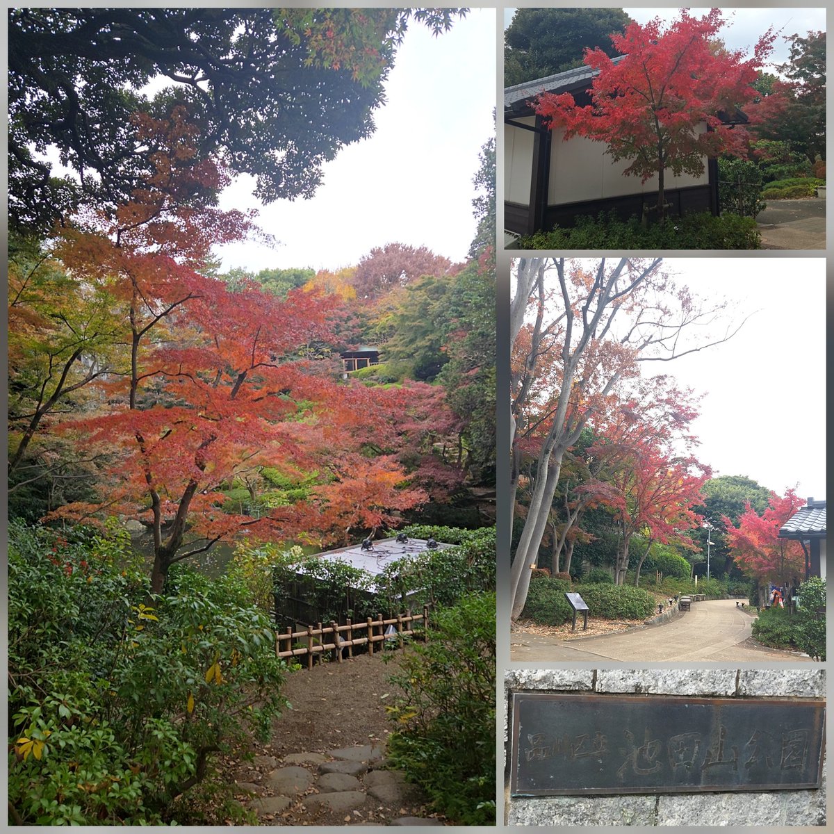 eternalbondsmr2's tweet image. りったんと真世ちゃんに秋をお届け🤗
紅葉🍁🍂🍃
帰る前に 品川区立池田山公園へ 
#菅原りこ ᴴᴬᴾᴾᵞ ᴮᴵᴿᵀᴴᴰᴬᵞ 
#りったんThanksFlowerDay2025
#池田山公園