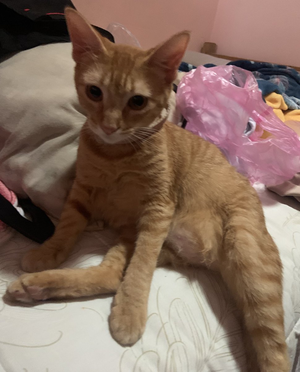 ☆ clara tweet media