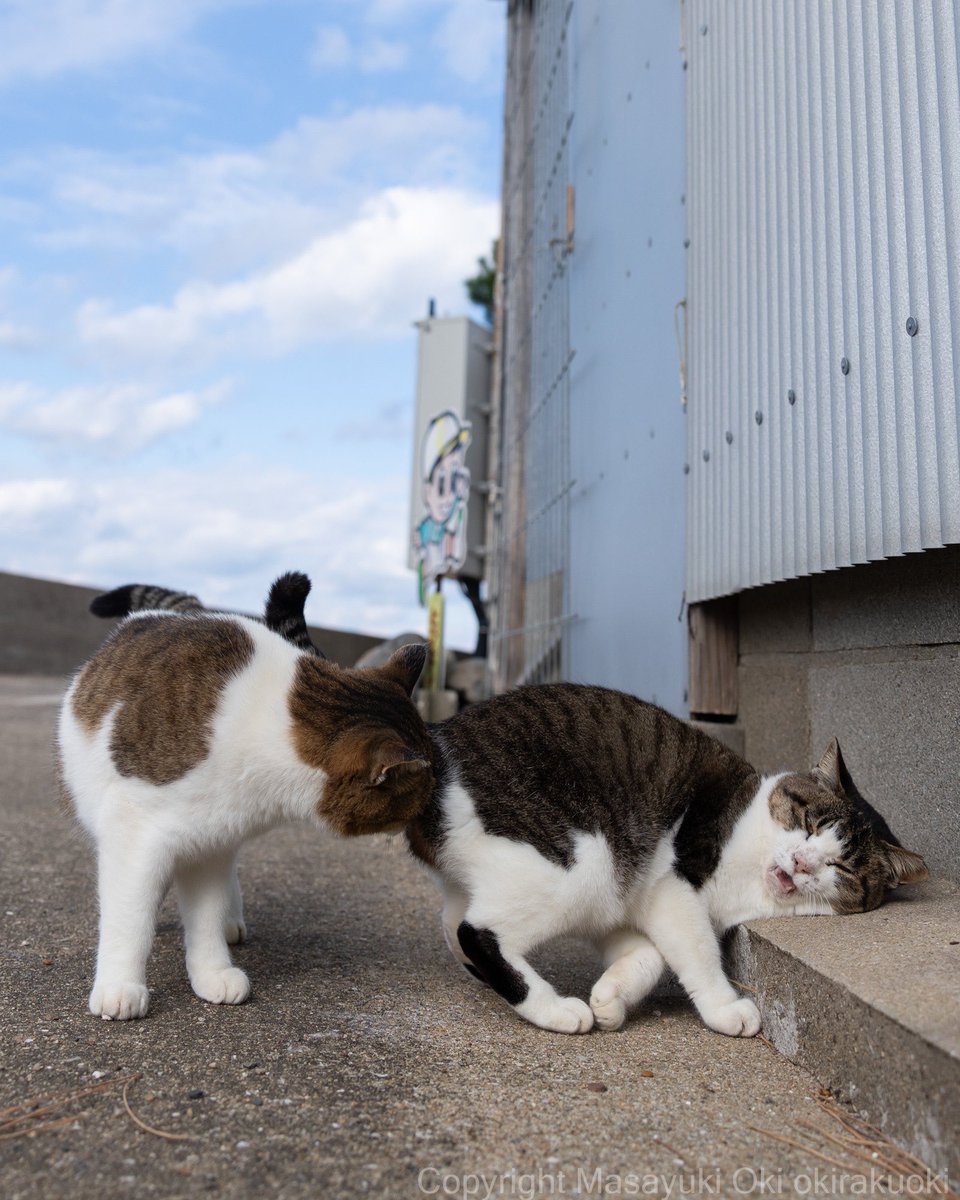 やめてください。