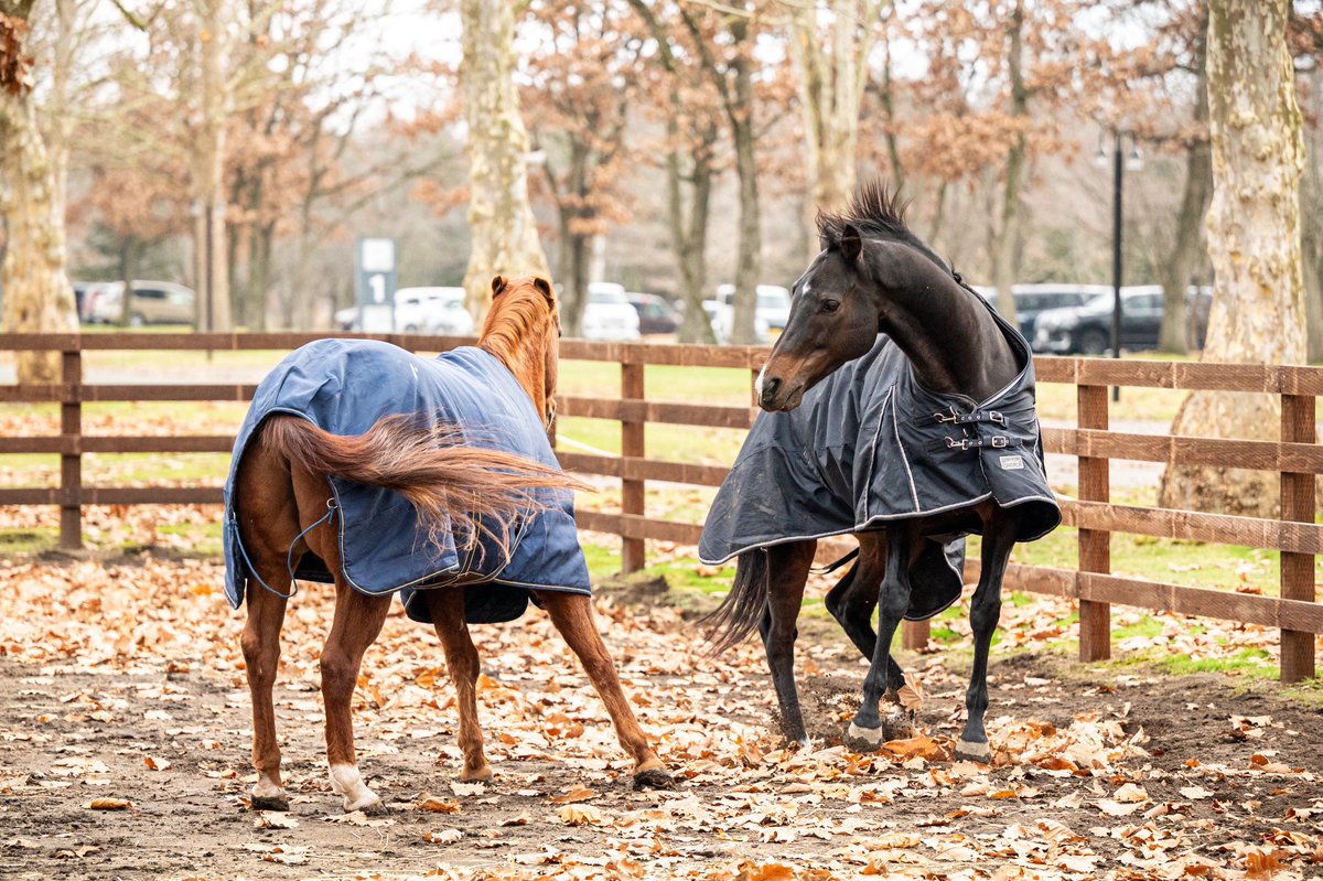 marippeuma's tweet image. 昨日、久々に一緒の放牧だったらしい
おふたり。

若干の距離感が‥笑

荒ぶるシックスティ
お耳ナイナイジョン

#ゴールデンシックスティ
#Goldensixty
#金鎗六十
#ノーザンホースパーク