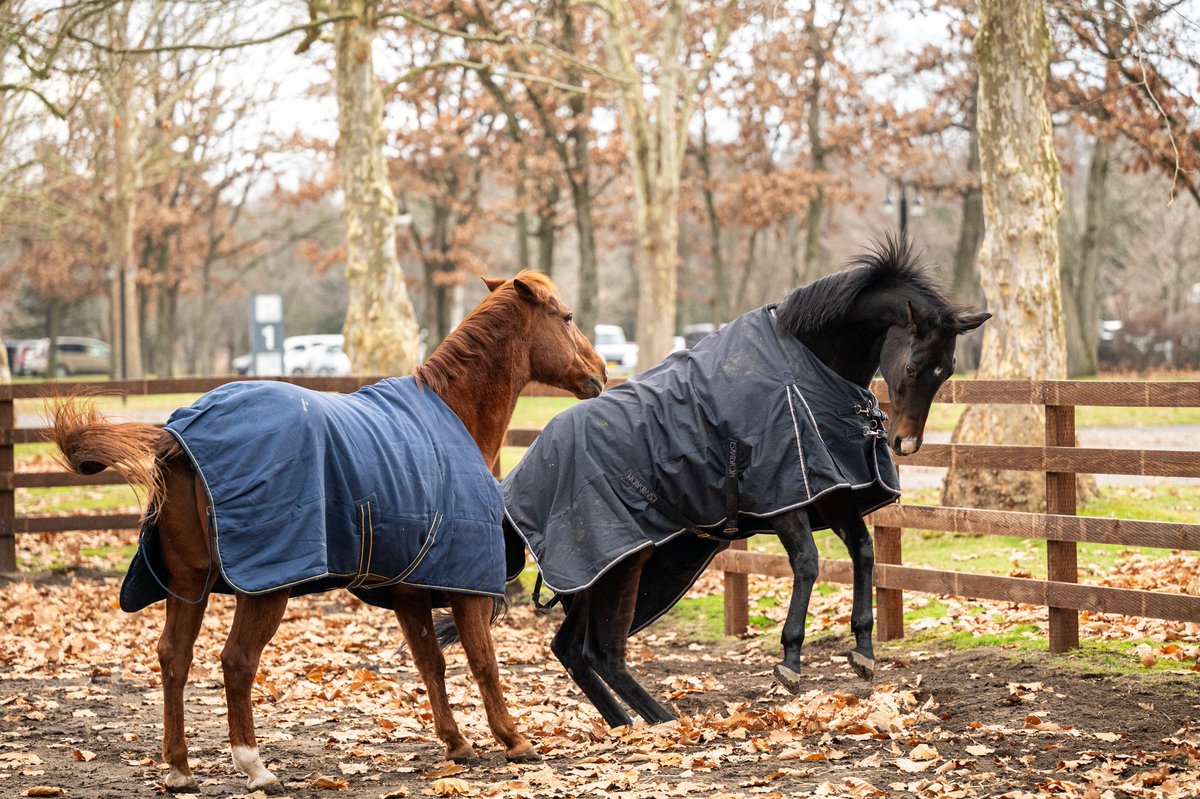 marippeuma's tweet image. 昨日、久々に一緒の放牧だったらしい
おふたり。

若干の距離感が‥笑

荒ぶるシックスティ
お耳ナイナイジョン

#ゴールデンシックスティ
#Goldensixty
#金鎗六十
#ノーザンホースパーク