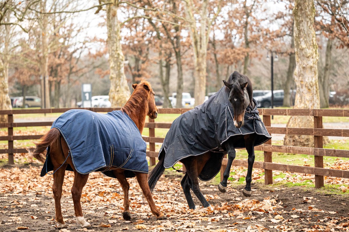 marippeuma's tweet image. 昨日、久々に一緒の放牧だったらしい
おふたり。

若干の距離感が‥笑

荒ぶるシックスティ
お耳ナイナイジョン

#ゴールデンシックスティ
#Goldensixty
#金鎗六十
#ノーザンホースパーク