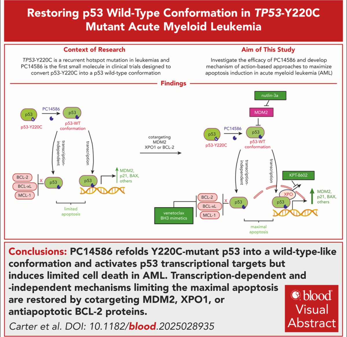 Restoring p53 wild-type conformation in TP53-Y220C–mutant acute myeloid leukemia ashpublications.org/blood/article-… 
👉🏾 more effective AML cell death occurred when given in combination with MDM2/BCL2 or XPO1 inhibitors 

#TP53 #leusm