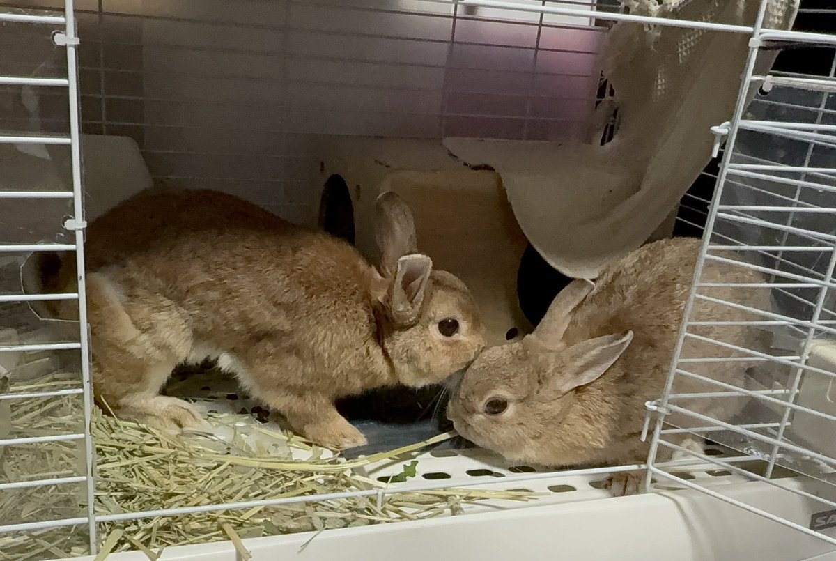 いい夫婦の日🐰💕🐰
気づいたら終わってたよ💦