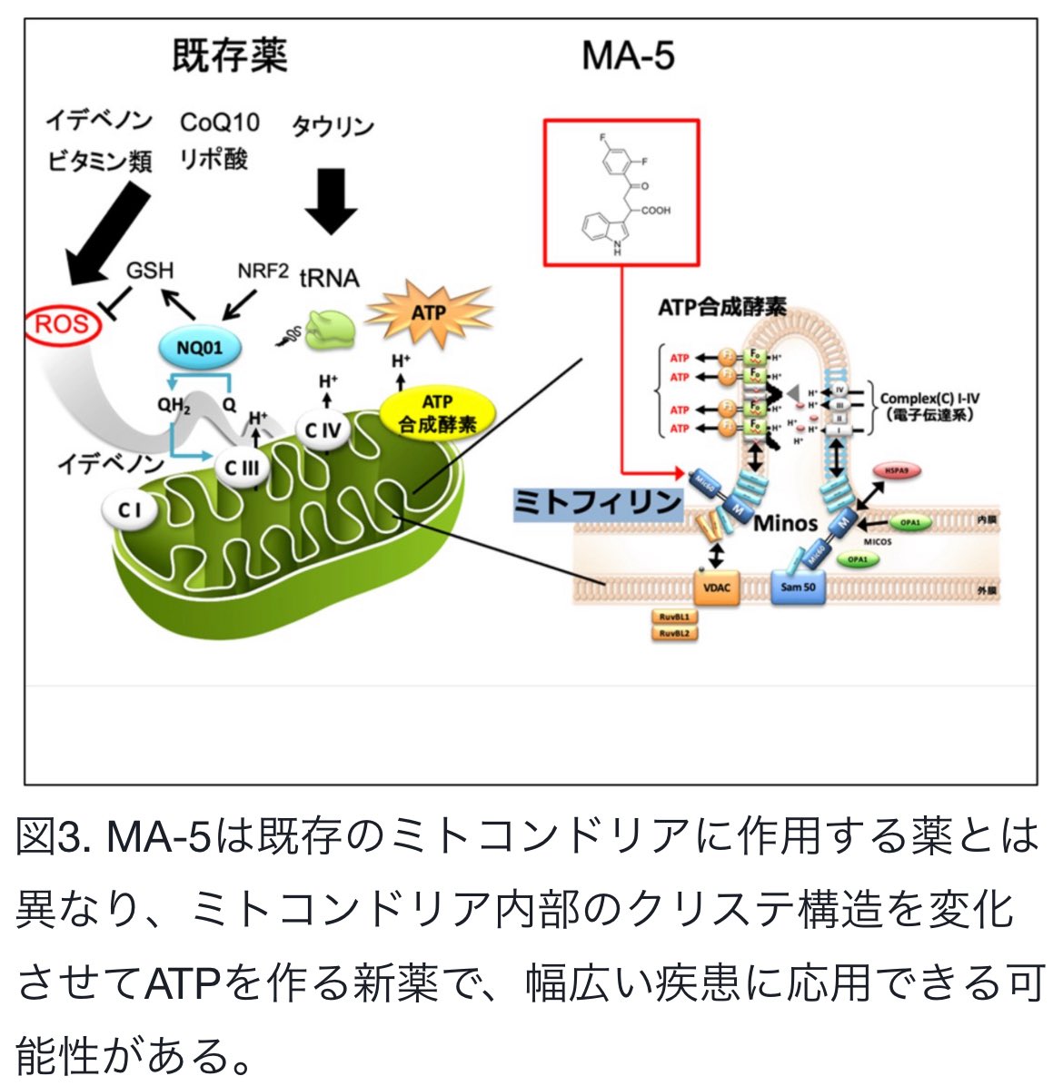 世界初のミトコンドリア病治療薬「MA-5」の医師主導フェーズ2試験が来月からスタートするのか😳

MA-5は東北大が開発したミトコンドリア病治療薬で、Mitochonic acid-5の略ね👀

下図のとおり、構造は意外とシンプル！

そしてメカニズム的には、

①