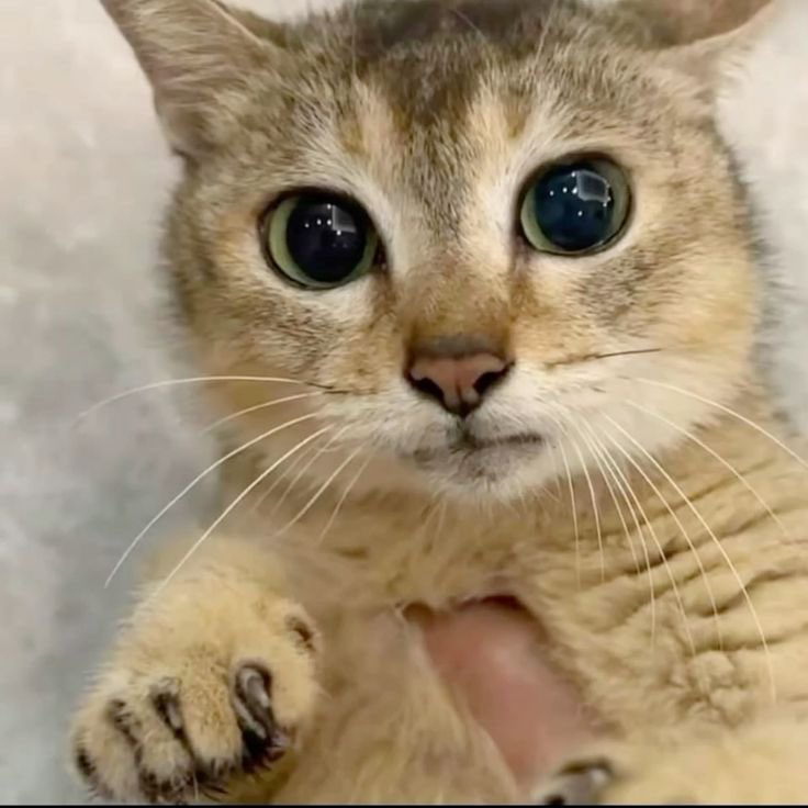 LichPy's tweet image. Googling the calories in the food i just ate to realise im 4x over my daily limit