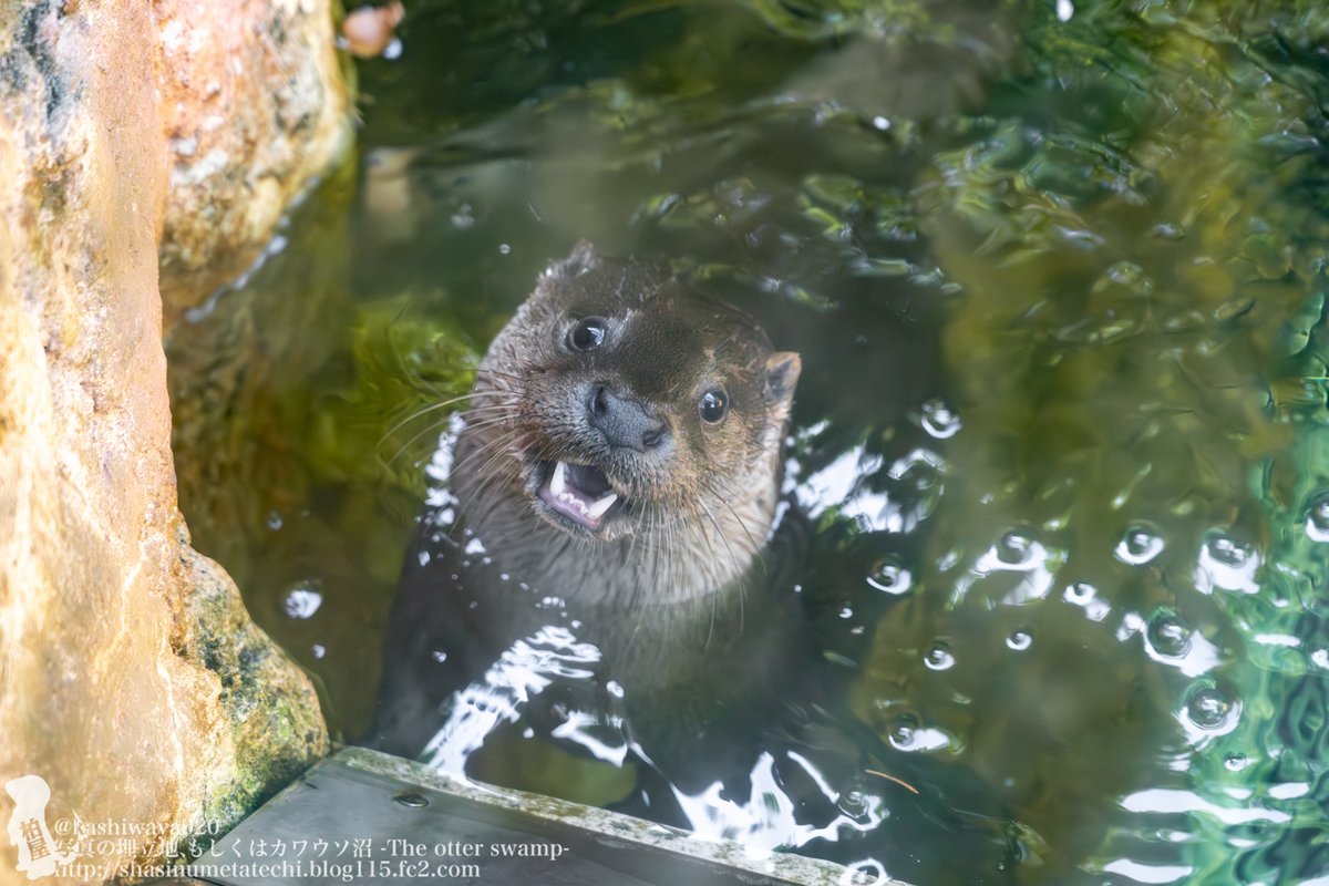 カシワヤ (@kashiwaya920) / Posts / X