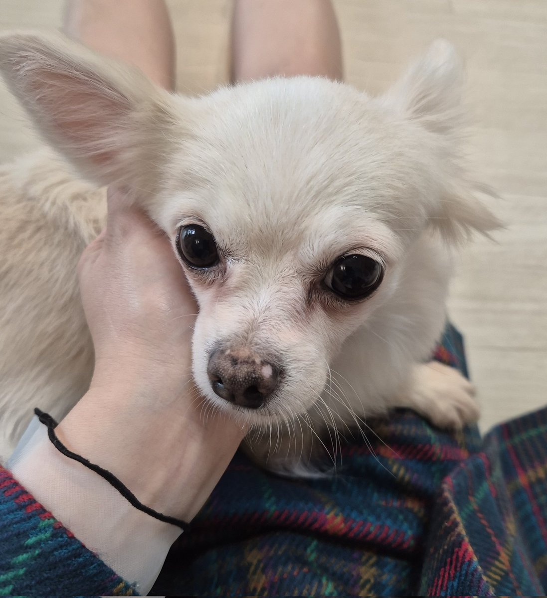 설탕이 가족찾아요🤍🥛 tweet media