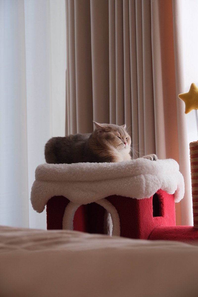 zhouivy53's tweet photo. awwww Who left a whole loaf of toast in the bedroom?Do you want a slice for Sunday brunch?
谁家🍞吐司面包进房间了啊啊啊啊,Brunch就吃你!!
#ilovemycat
#Fujifilmwithpet
#breadcommunity
#Shanghaidaily https://t.co/TYvQWSGADW