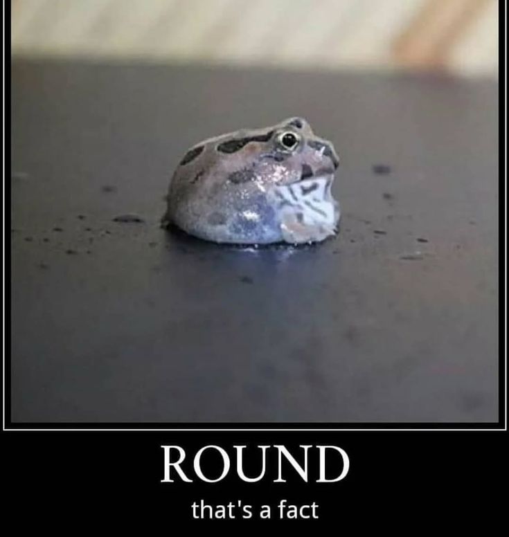 No Context Frogs (@nocontextfrogs) on Twitter photo 