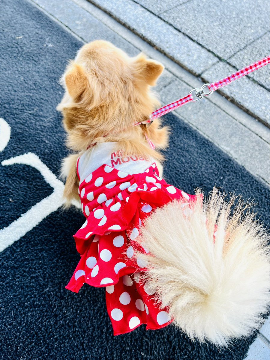 皆さ〜ん🥹

よい三連休をお過ごしですか〜😉

🧑‍🍳おっちゃんずラブ❤️ココより🐶

#Loopわんず #わんこ #チワワ #三連休