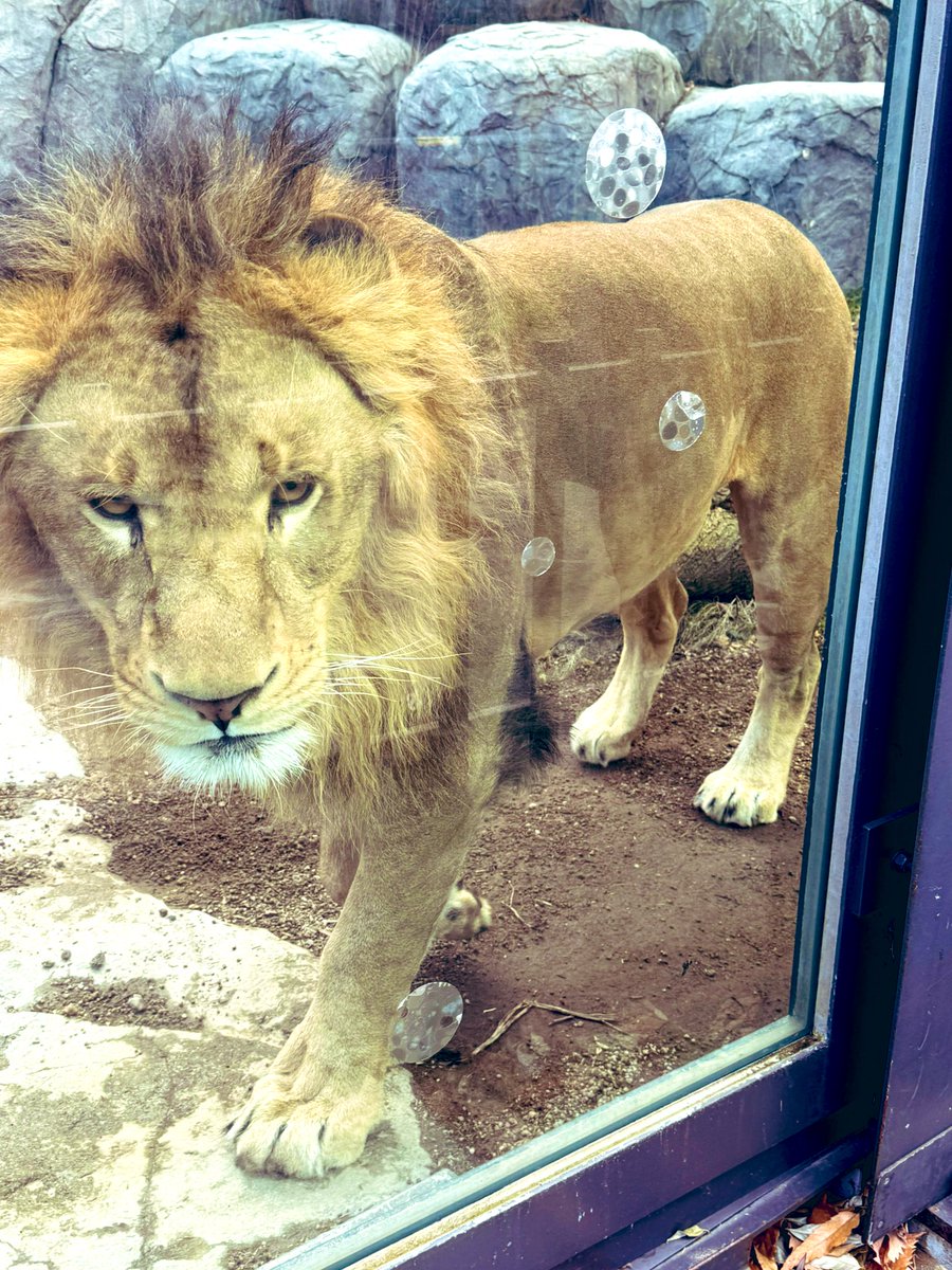 83torch's tweet image. ライオン🦁