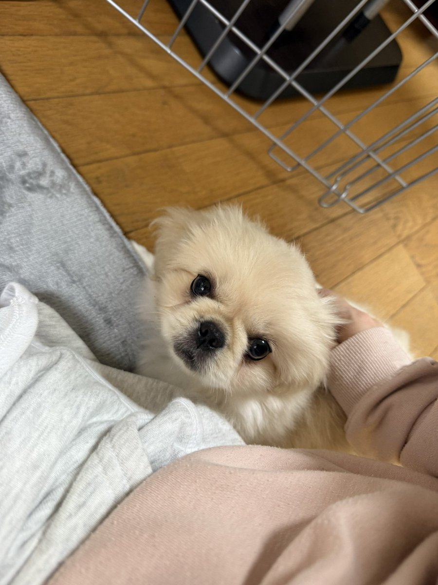 copen_s14's tweet photo. 身近な人以外話してなかったけど実は子犬ちゃん増えてた。

はなちゃんやでーー https://t.co/dUUC5nYAcV