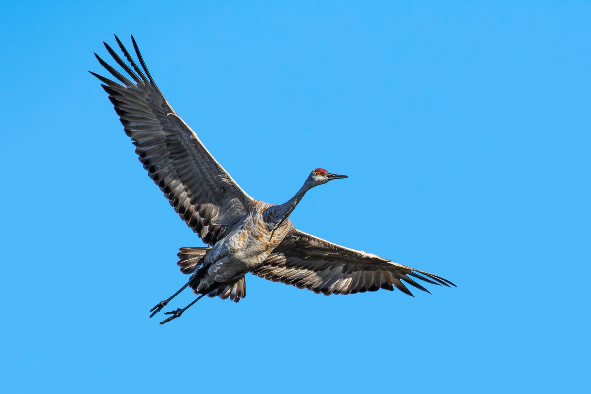 dogwood (@dogwood) on Twitter photo 