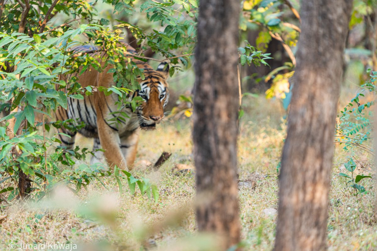 JunaidKhwaja's tweet photo. Good Morning from Pench 🐯 
#wildlife #photograghy #Tiger #pench https://t.co/YphxsFYEXC
