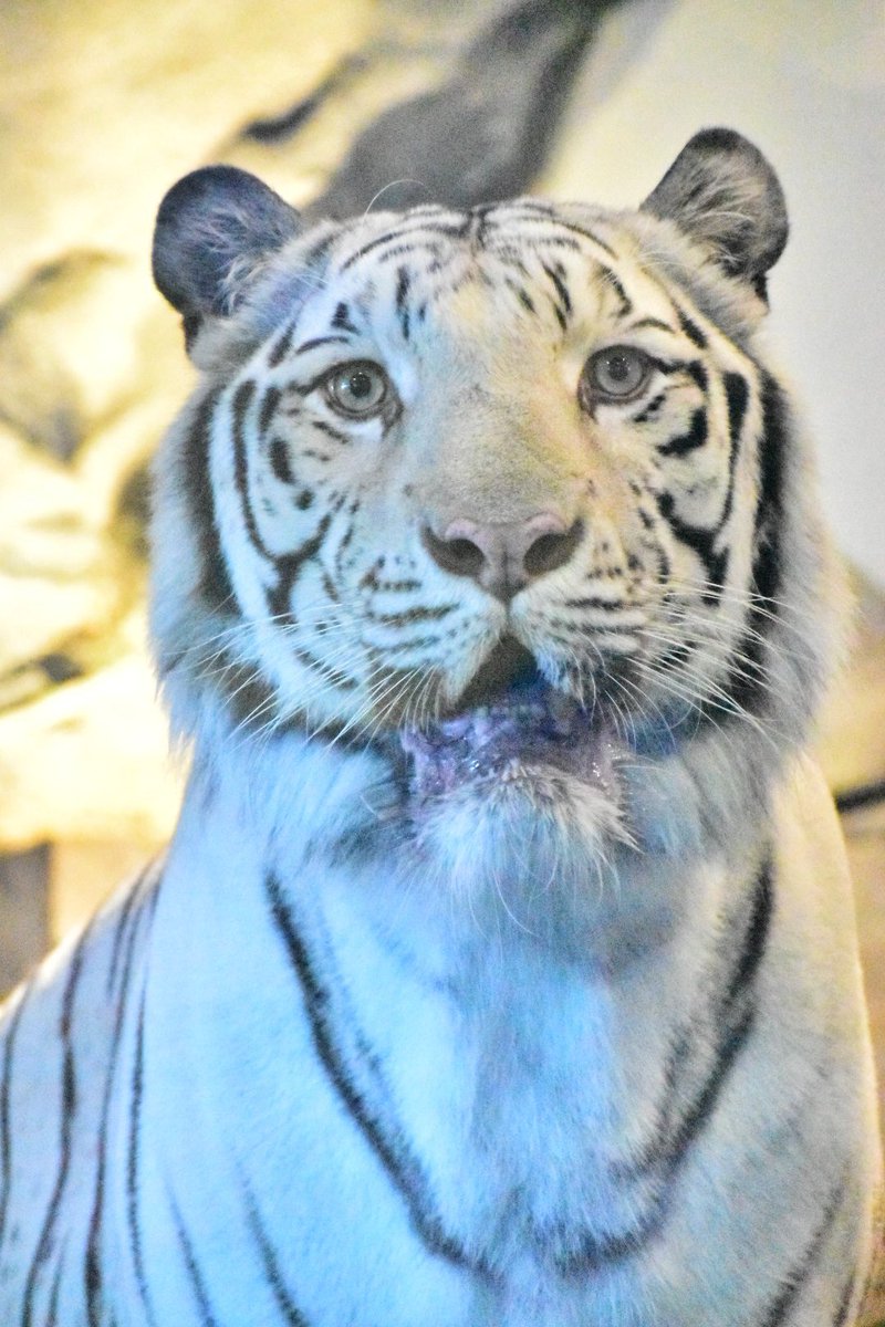 tiger_zoo_c's tweet image. 取り急ぎおっきしてるアクアくん💙
最高に可愛い大好き🥹💙

#ホワイトタイガー
#アクア
#ニフレル